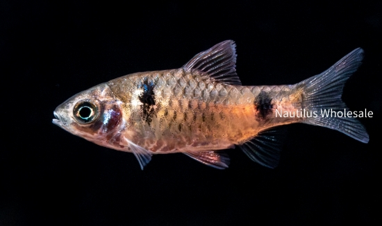 Picture of BARB: ODESSA *18 COUNT FREE FISH*