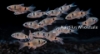 Picture of BARB: ODESSA *18 COUNT FREE FISH*
