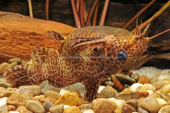 Picture of CAT: UPSIDE DOWN REG *8 COUNT FREE FISH*