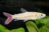 Picture of MISC: PINKTAIL CHALCEUS *ON SPECIAL*