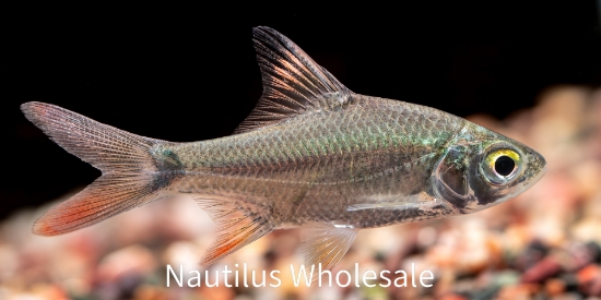 Picture of BARB: REDTAIL TINFOIL 1.5" (IMPORT) *ON SPECIAL*