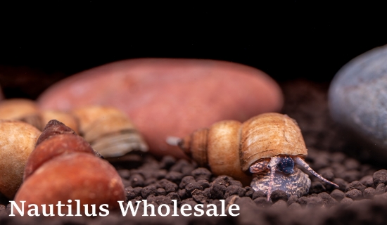 Picture of SNAIL: WHITE WIZARD *9 COUNT FREE FISH*