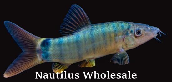 Picture of BOTIA: REDTAIL