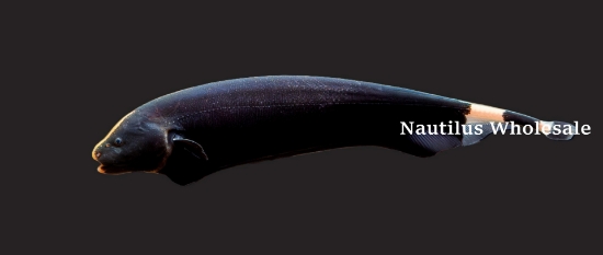 Picture of KNIFE: BLACK GHOST SM