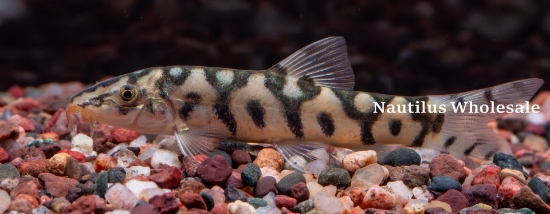 Picture of LOACH: YO YO