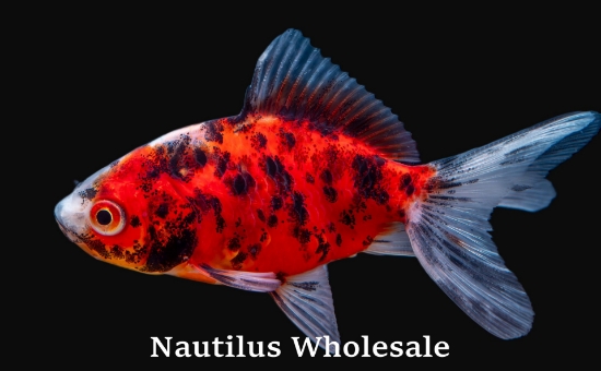 Picture of GOLDFISH: FANTAIL CALICO 2-2.5"