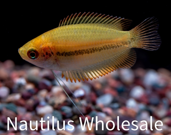 Picture of GOURAMI: GOLD HONEY
