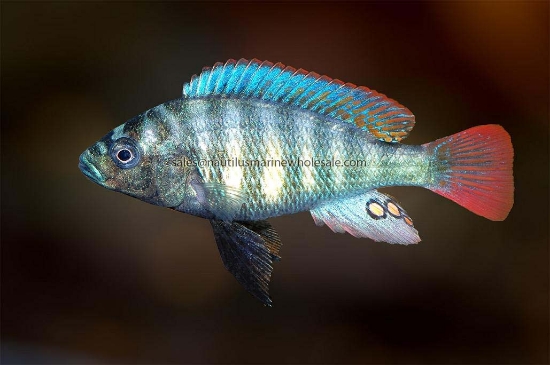 Picture of AFRICAN: HAP OBLIQUEDEN SP44 MD (THICKSKIN)