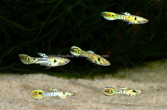 Picture of GUPPY: ENDLER GREEN TIGER MALE *ON SPECIAL*