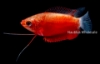 Picture of GOURAMI: RED HONEY *ON SPECIAL*