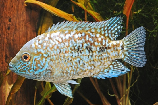 Picture of CICHLID: ESCONDIDO E.B. REG (TEXAS) (FL BRED) *8 COUNT FREE FISH*