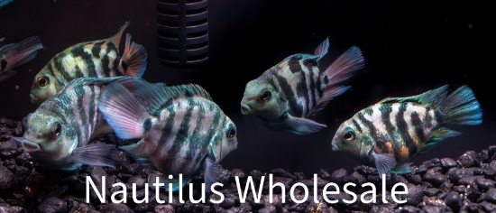Picture of CICHLID: PARROT BLUE TIGER LG *ON SPECIAL*