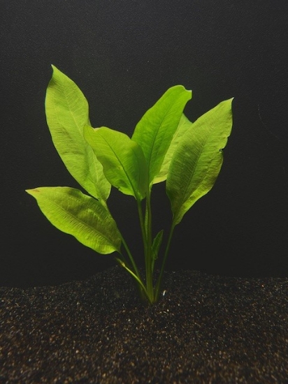 Picture of SWORD: AMAZON BROADLEAF LARGE
