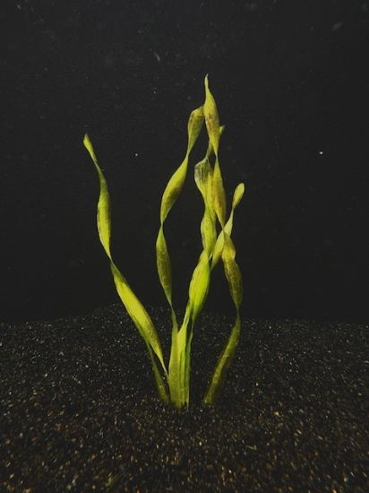 Picture of VALLISNERIA: CORKSCREW