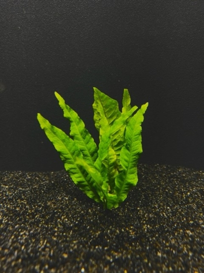 Picture of FERN: JAVA FERN LG 