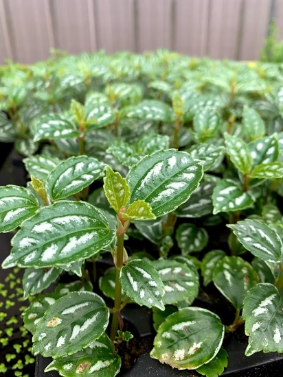Picture of LEADED BUNCHES: ALUMINUM