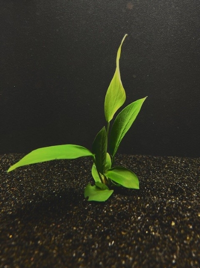 Picture of ANUBIAS: FRAZERI SMALL