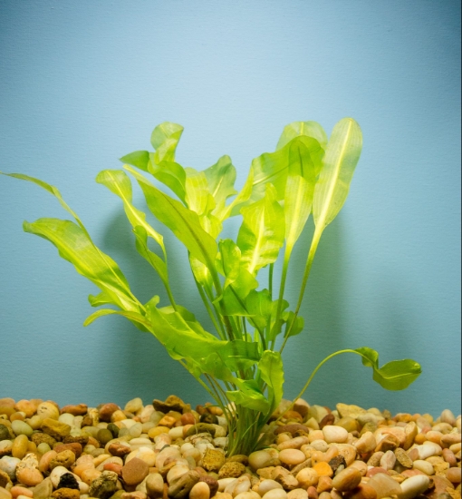 Picture of ULVACEUS LG 