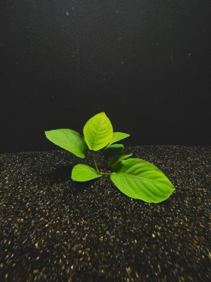 Picture of ANUBIAS: BARTERI MD