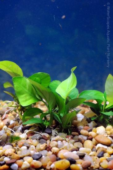 Picture of ANUBIAS: NANA MD