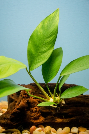 Picture of PLANTS ON DRIFTWOOD: ANUBIAS ON DRIFTWOOD