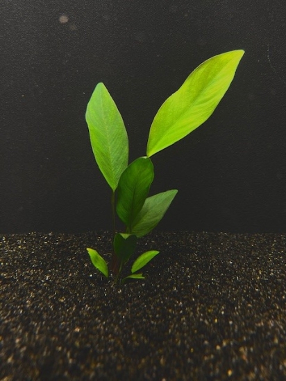 Picture of ANUBIAS: CONGENSIS SMALL
