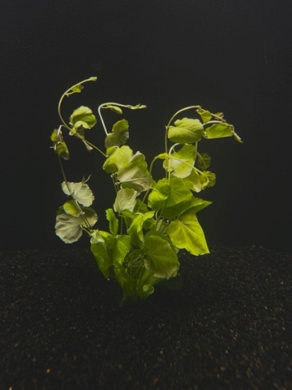 Picture of LEADED BUNCHES: CARDAMINE LYRATA 