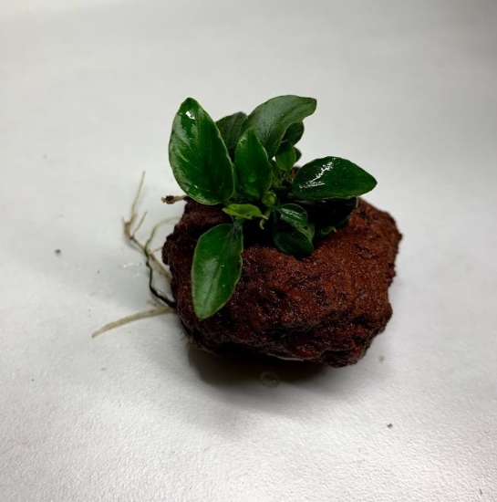 Picture of PLANT ON VOLCANIC ROCK: ANUBIAS BARTERI/COFFEE/NANA