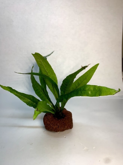Picture of PLANT ON VOLCANIC ROCK: JAVA FERN