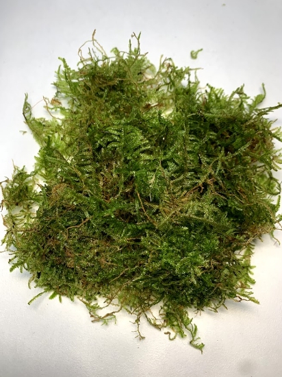 Picture of PLANT SOLD BY WEIGHT: JAVA MOSS 1/4 LB