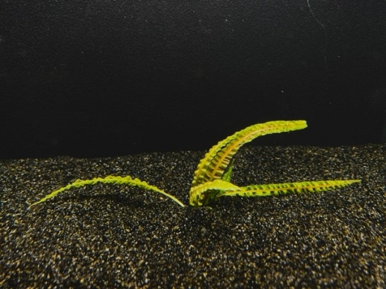 Picture of CRYPTOCORYNE: BALANSAE LARGE