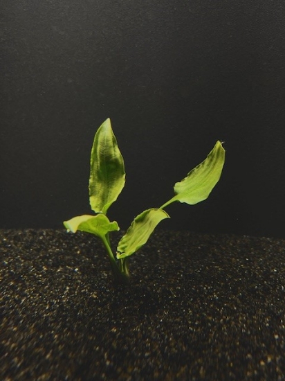 Picture of CRYPTOCORYNE: PONTEDERIIFOLIA LG 