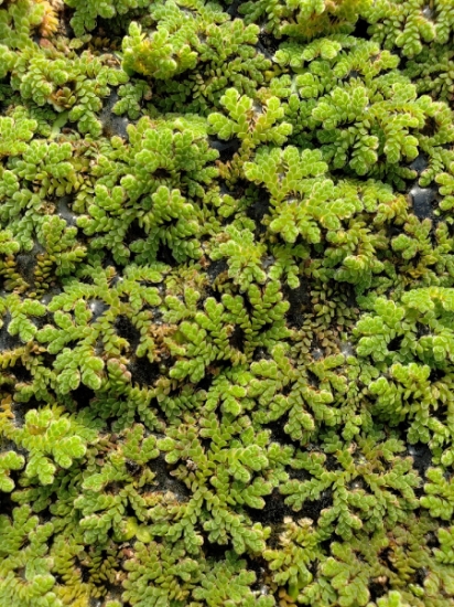 Picture of SURFACE VARIATES: BY POUND - AZOLLA 1/2IB (NO. CAADA)