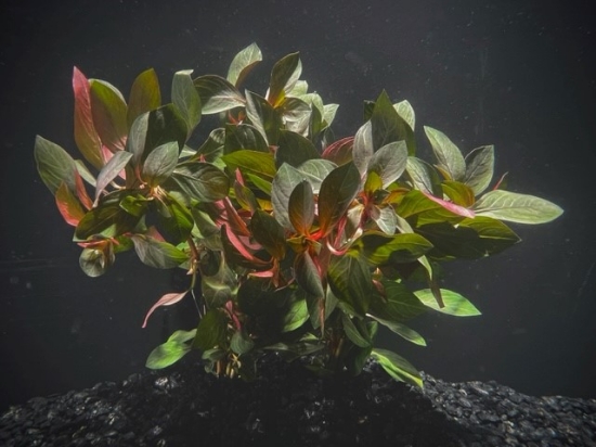 Picture of LEADED BUNCHES: LUDWIGIA REPENS "DARK RED LUD"