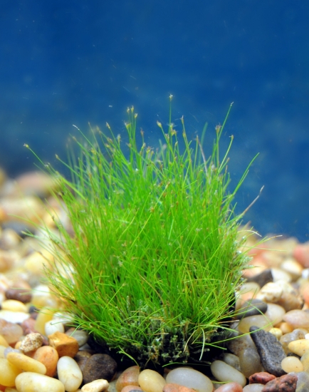 Picture of MISCELLANEOUS: HAIRGRASS, DWARF