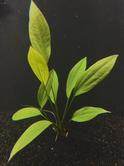 Picture of SWORD: GRANDIFOLIUS MEDIUM
