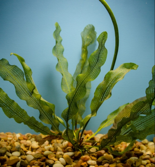 Picture of APONOGETON-FANCY: MADAGASCAR LACE, SMALL
