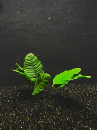Picture of ANUBIAS: COFFEEFOLIA LG 