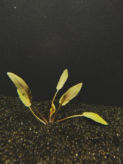 Picture of CRYPTOCORYNE: BECKETTII MD 