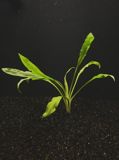 Picture of CRYPTOCORYNE: COSTATA MD 