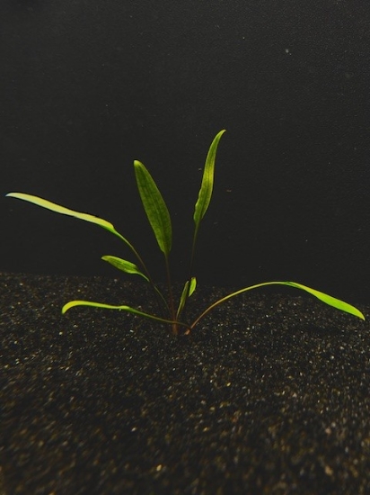 Picture of CRYPTOCORYNE: LUCENS CLUMP 