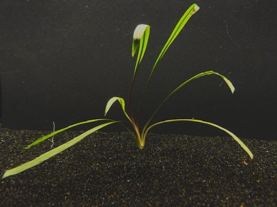 Picture of CRYPTOCORYNE: SPIRALIS XL