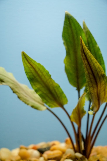 Picture of CRYPTOCORYNE: UNDULATA SM 