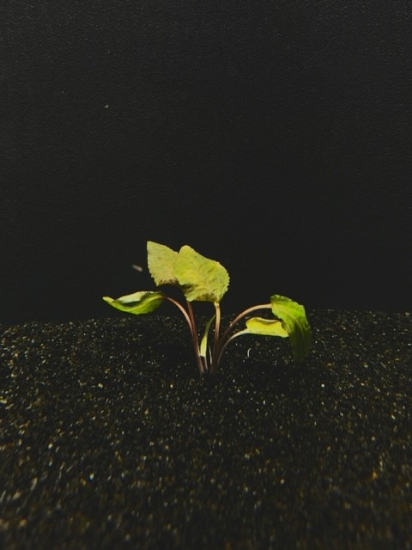 Picture of CRYPTOCORYNE: WENDTII BROWN SM 