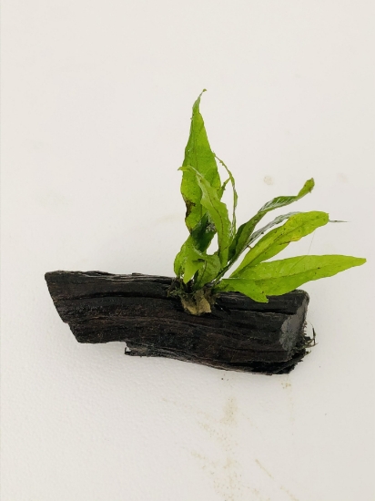 Picture of JAVA FERN ON WOOD SM 