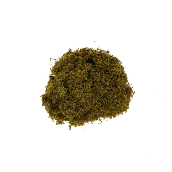 Picture of PLANT SOLD BY WEIGHT: CHRISTMAS MOSS 1/4IB