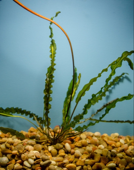 Picture of LONGIPLUMULOSUS LG