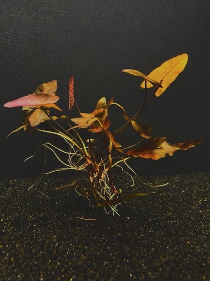 Picture of DWARF AQUARIUM LILY MD 