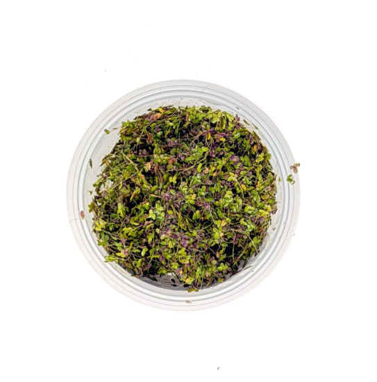 Picture of SURFACE VARIATES: BY POUND - DUCKWEED 1/2IB