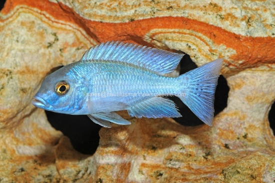 Picture of AFRICAN: HAP MOORII XL